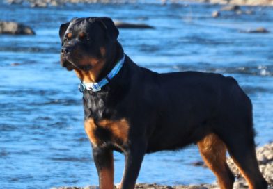 Over 150 of the Most Unique, Tough, and Powerful Dog Names for Rottweilers!